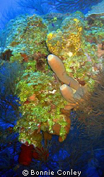Photo taken July 2008 at Grand Caman with a Canon SD550. by Bonnie Conley 